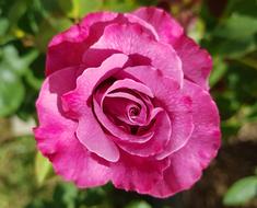 Pink Rose Romantic garden