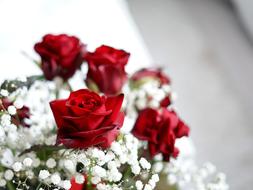 Flowers Rose Bouquet red white