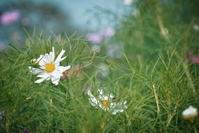 White Flower green grass