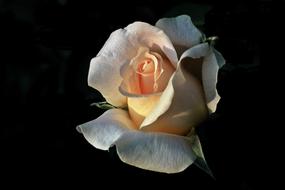 pastel rose in dark background