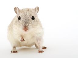 Animal Attractive Beautiful humster