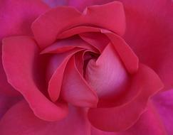 center of red rose, macro