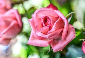 pink roses on a bush in the garden on a blurred background