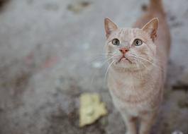 Cat Cute red street