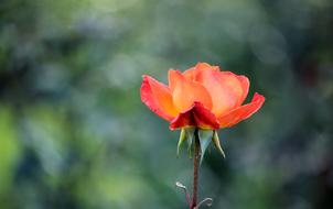 orange Flower of Rose at green blurred background