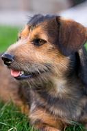 brown dog lies on green grass near the house