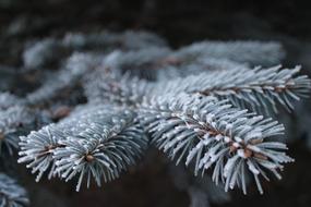 Frost Branch Pine white