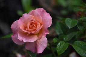 Rose Flower with Drops