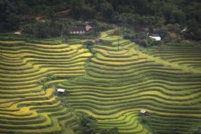 Agriculture green yellow fields