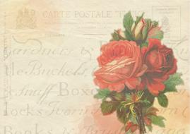 Beautiful and colorful, vintage drawing of the red rose flowers, with the green leaves, on the postcard, clipart