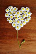 chamomile as a heart on a wooden surface