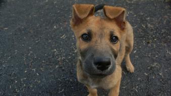 Dog Curious Cute face