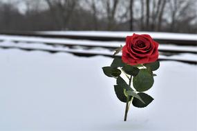 Beautiful, red rose flower on the stem, with green leaves, in white snow, in the winter