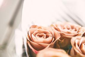 bouquet of tea roses, close-up