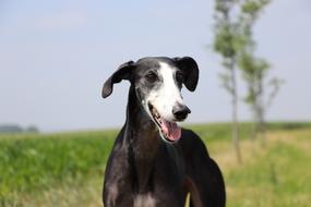Spanish Galgo Greyhound dog