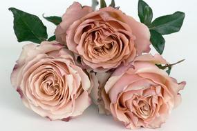 three Salmon color roses