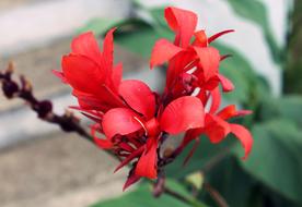 red flowers on a branch in the garden on a blurred background