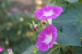 Pink Flowers Bloom in garden