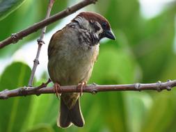 sparrow on a blurred background