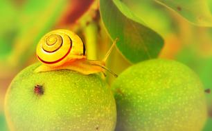 spiral Molluscs on Apple