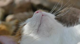 Cat Nose Sleep white