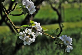 white flowering tree in spring on blurred background