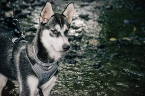 Huskies dog forest