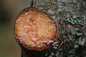 Resin on cut Branch