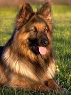 Dog German Shepherd green grass