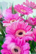Gerbera, Pink Flowers
