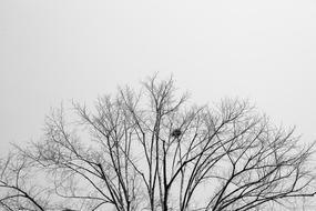 Black And White phone of Tree branches