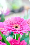 cute Pink Gerbera