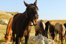 Horse Laughing Funny face