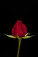 Beautiful red rose flower with green leaves at black background