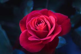 Rose Flower Red dark background