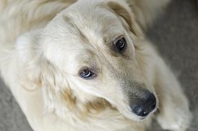 furry white dog head top view