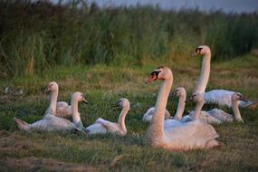 Swans Family