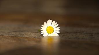 closeup view of dandelion flower