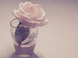 light rose in a glass like vintage