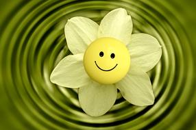 yellow face Flower