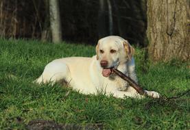 Labrador Yellow green grass