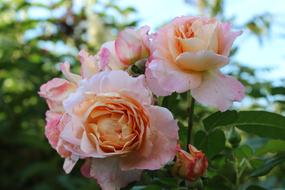 pink rose bush with flowers