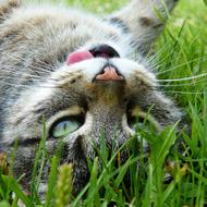 happy tabby cat resting on the grass