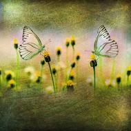 Beautiful and colorful butterflies on the yellow flowers, on the drawing