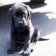 sad black labrador puppy