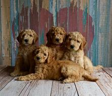 charming Puppies