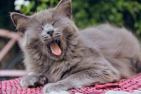 Cat Tongue yawning