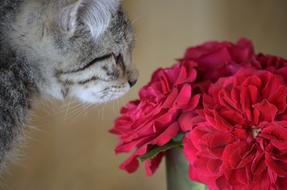 Flowers and Sweet cat