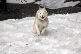 Husky Dog runs through deep snow