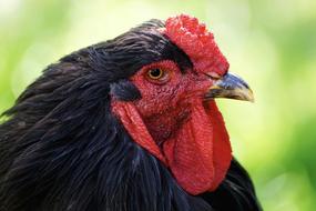 photo of Chicken Bird Cockscomb